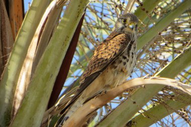 Palmiyeye oturmuş bir kuş