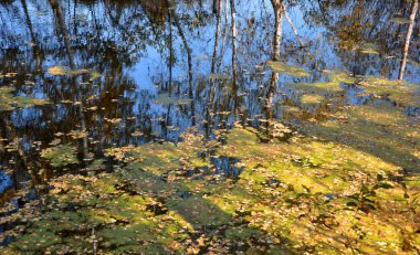 Manzara erken sonbahar. Sonbahar sarı duckweed ile sıkılır bir havuzda yüzen bırakır. Ağaçlar su yansıtır.