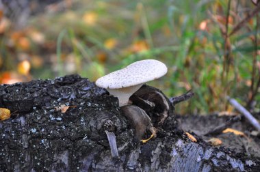 Sonbahar düşmüş bir gövdede mantar. Sonbahar ormandaki mevsimlik mantar. Doğal koşullarda büyüyen mantar. Orman sonbahar.