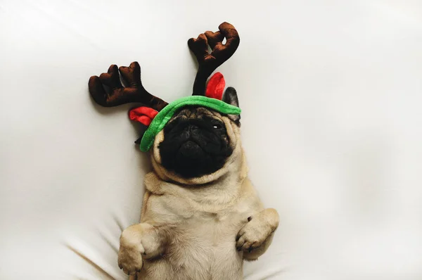 Pug dog in Christmas costume — Stock Photo, Image