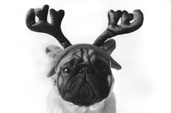 Black and white pug in costume — Stock Photo, Image