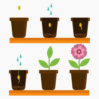 Plant flower growth stages  clipart