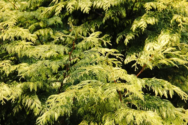 Thuja árvore verde ramos — Fotografia de Stock