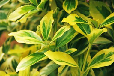 Euonymus iğ ağacı yapraklar 