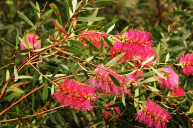 Callistemon citrinus çiçek