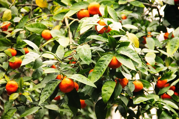 Tangerine tree with mandarine fruits on it — Stock Photo, Image