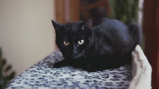 Schwarze Katze mit Liegen auf dem Bett. Nahaufnahme von niedlichen Kätzchen, die die Zeit genießen — Stockvideo