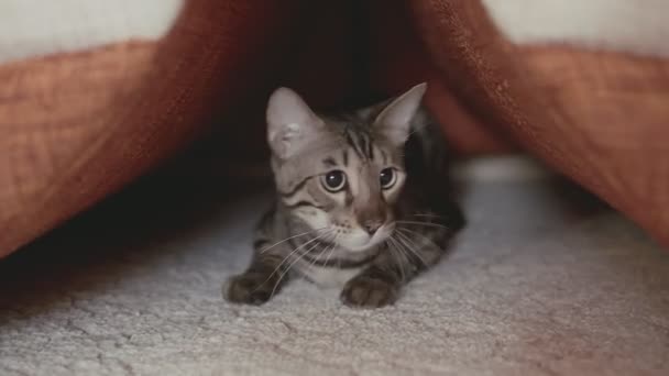 Cat sigue la pista de la presa en casa. Lindo gato jugando dentro, listo para saltar — Vídeo de stock