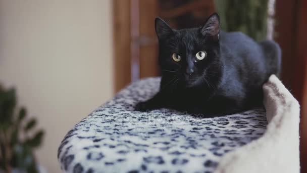 Schwarze Katze mit Liegen auf dem Bett. Nahaufnahme von niedlichen Kätzchen, die die Zeit genießen — Stockvideo