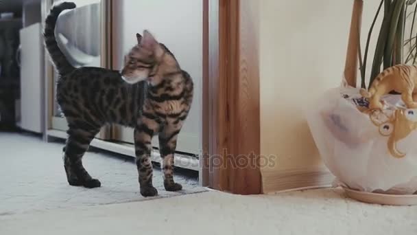 Стейдікам слідує за кішкою вдома. Камера слідує за котом — стокове відео