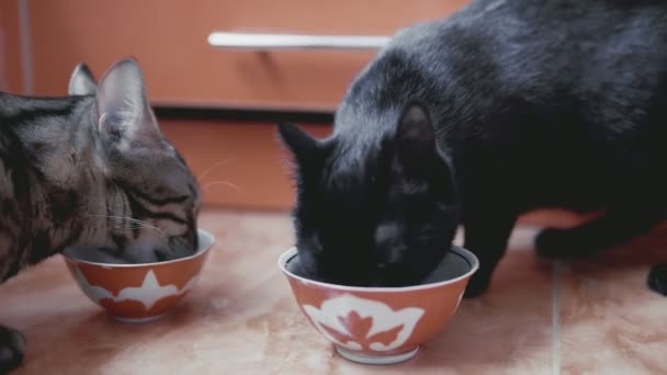 Две кошки едят дома — стоковое видео