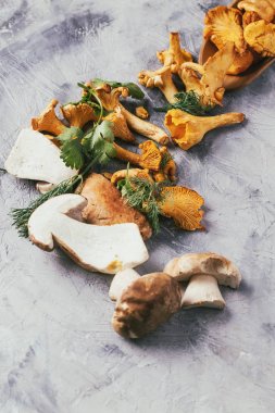 Cantharellus cibarius ve porcini mantar