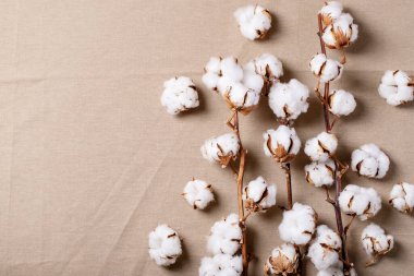 Kuru pamuk çiçeği