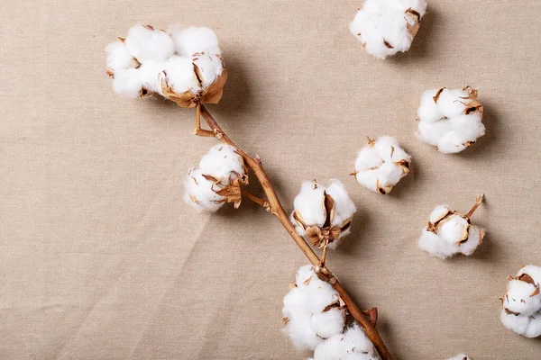 stock image Dry cotton flower