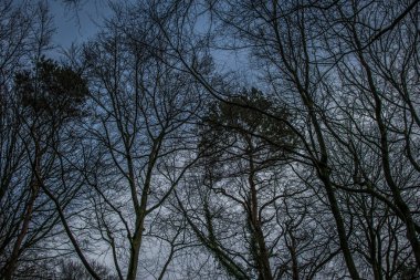 Çalılıkların üzerinde beyaz izole