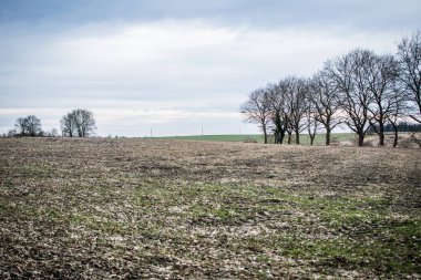 ağaçları ile izole arka plan