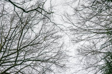 beyaz izole ağaç dallarında