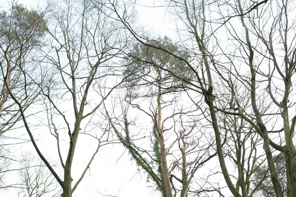 Albero isolato su bianco — Foto Stock