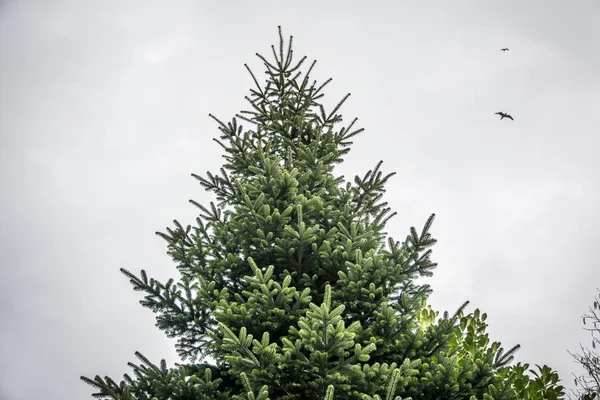 Kuşlar ile izole ağacı — Stok fotoğraf