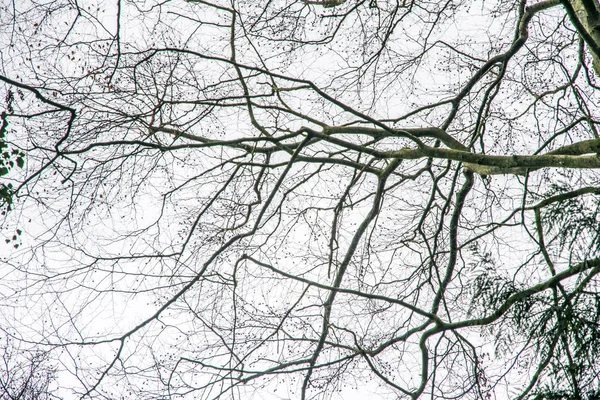 Galhos de árvore isolados em branco — Fotografia de Stock