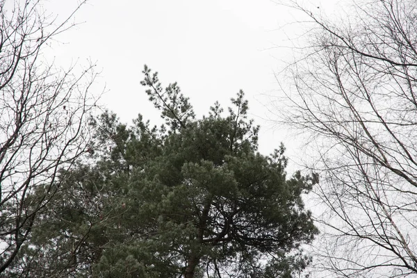 Ramas de árbol aisladas en blanco — Foto de Stock
