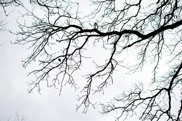 Rami d'albero isolati su bianco — Foto Stock