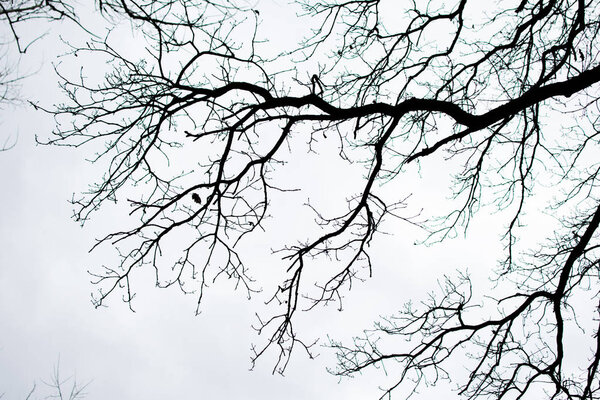 isolated tree branches on white