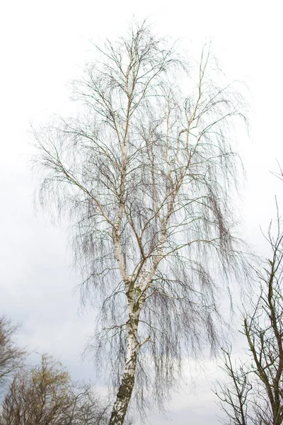 Ramas de árbol aisladas en blanco — Foto de Stock