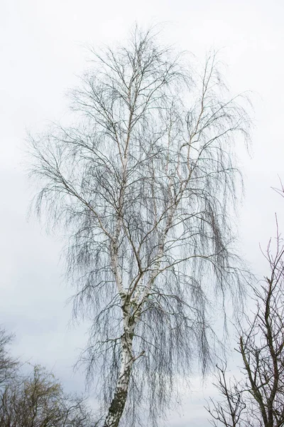 Rami d'albero isolati su bianco — Foto Stock