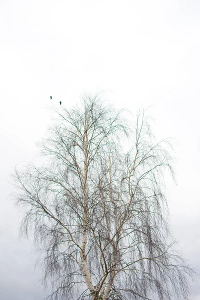 Galhos de árvore isolados em branco — Fotografia de Stock