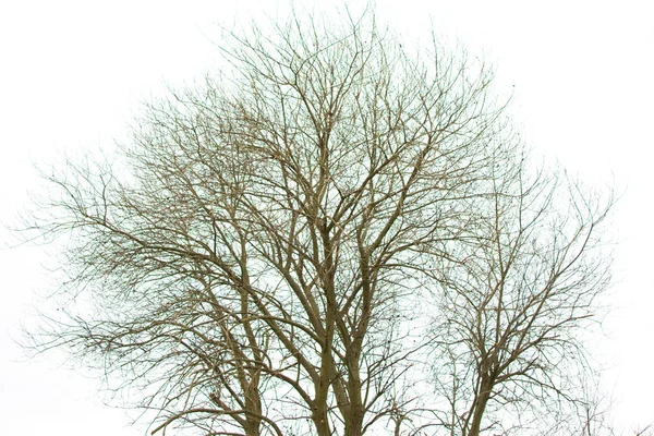 Gałęzie drzewa na białym tle na białym — Zdjęcie stockowe