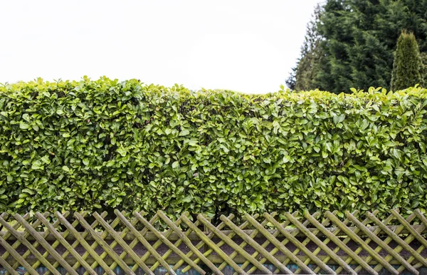 Isolierte Kopfbedeckung auf Weiß — Stockfoto