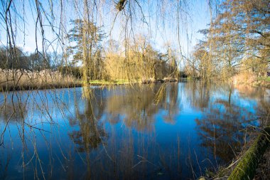 ağaç dalları Gölü su