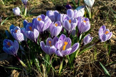 bahar çiçekleri Almanya