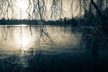 ağaç dalları Gölü su