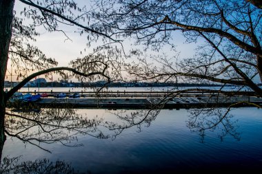 ağaç dalları Gölü su