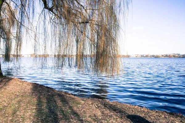 Rami d'albero sull'acqua del lago — Foto Stock