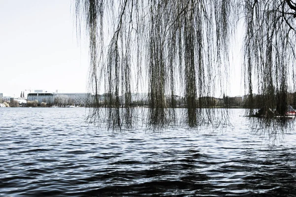 Rami d'albero sull'acqua del lago — Foto Stock