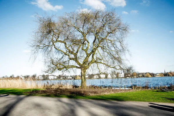 Ramos de árvores na água do lago — Fotografia de Stock
