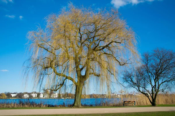 Rami d'albero sull'acqua del lago — Foto Stock