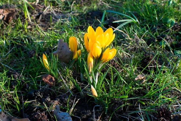 Flores de primavera en Alemania —  Fotos de Stock