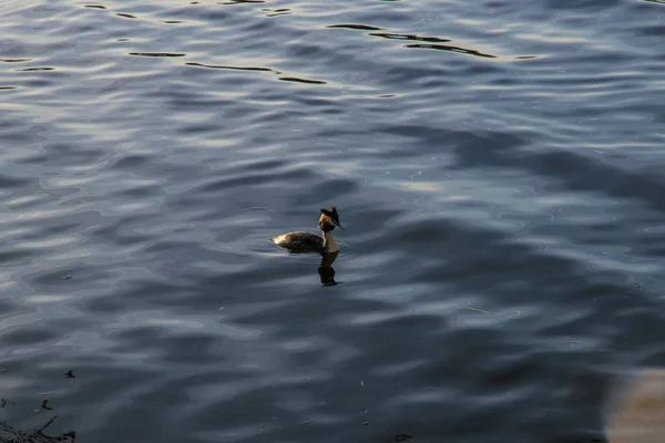 Uccelli vicino al lago di hamburg — Foto Stock
