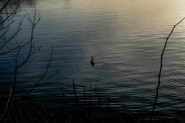 Birds near the lake of hamburg — Stock Photo, Image