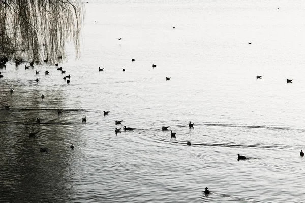 Birds near the lake of hamburg — Stock Photo, Image