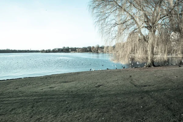 Ramos de árvores na água do lago — Fotografia de Stock