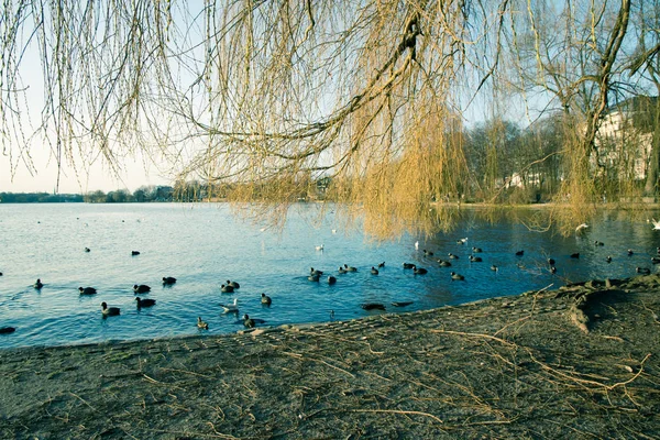 Στο πάρκο του Αμβούργο — Φωτογραφία Αρχείου
