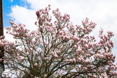çiçekler ve arka plan gökyüzü ile güzel ağaç