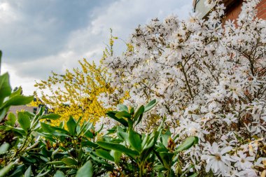 çiçekler ve arka plan gökyüzü ile güzel ağaç