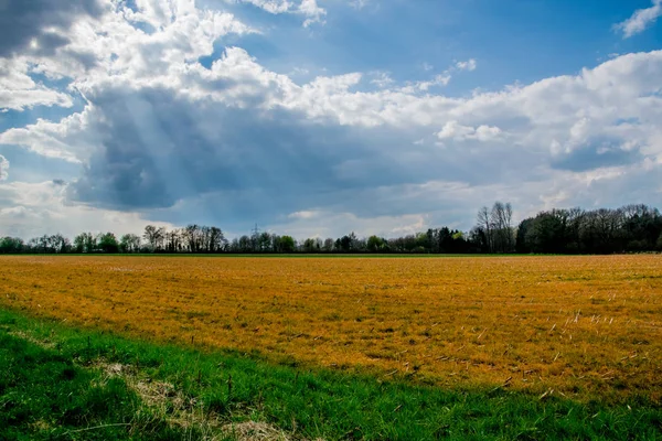 Champ vert et jaune en Europe — Photo