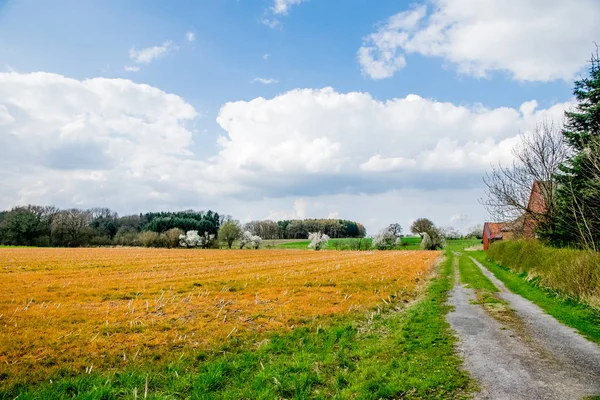 Groen en geel veld in Europa — Stockfoto